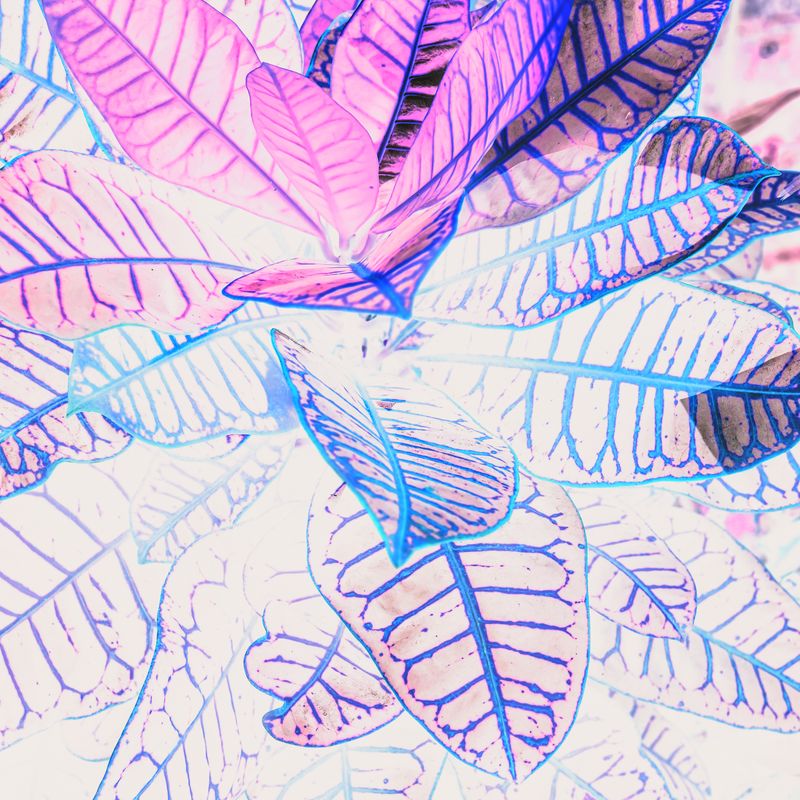Botanische Illustration